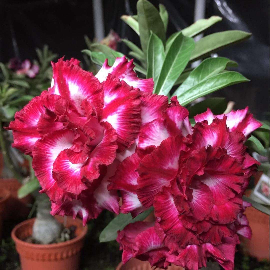 Royal Paradise Garden Rare Desert Rose Adenium 10 Seeds Pack - Variety: ADM49 (B09MVGL6Y6) Amazon Price History, Amazon Price Tracker