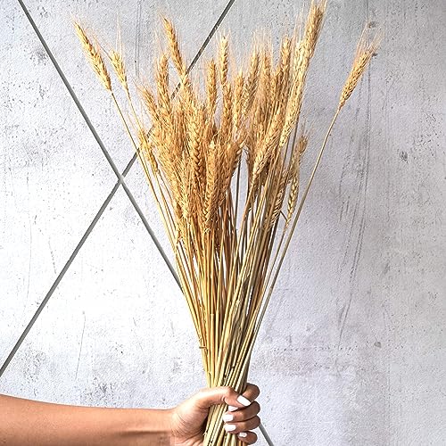 Image of XTORE Dried 10 Pcs Wheat Grass for Home Decoration (Pack of 10)