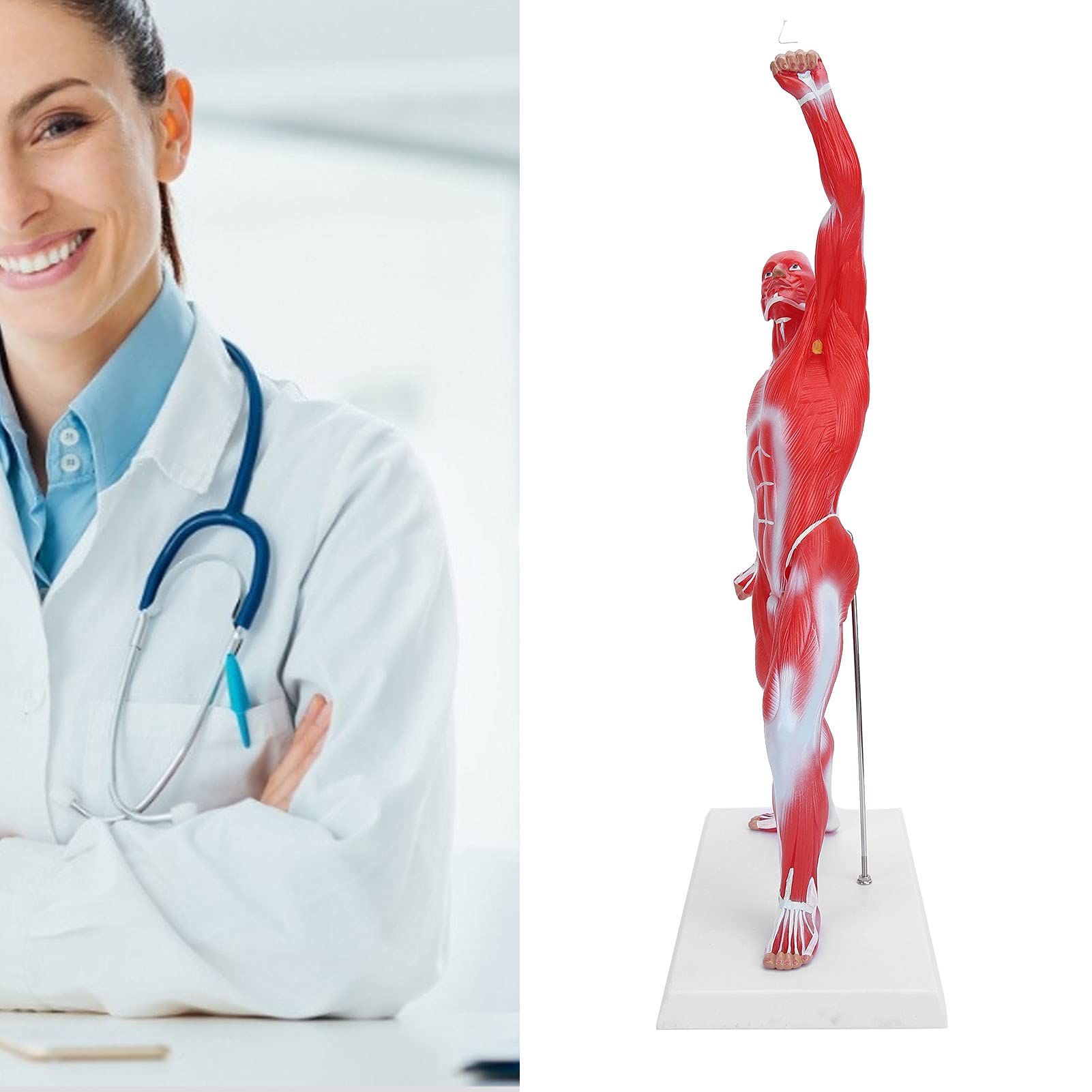 Modello di anatomia muscolare umana, figura del sisteme muscolare, 50 cm, con consistenza muscolare di base e limpida, per l'insegnamento di fisiologia medica