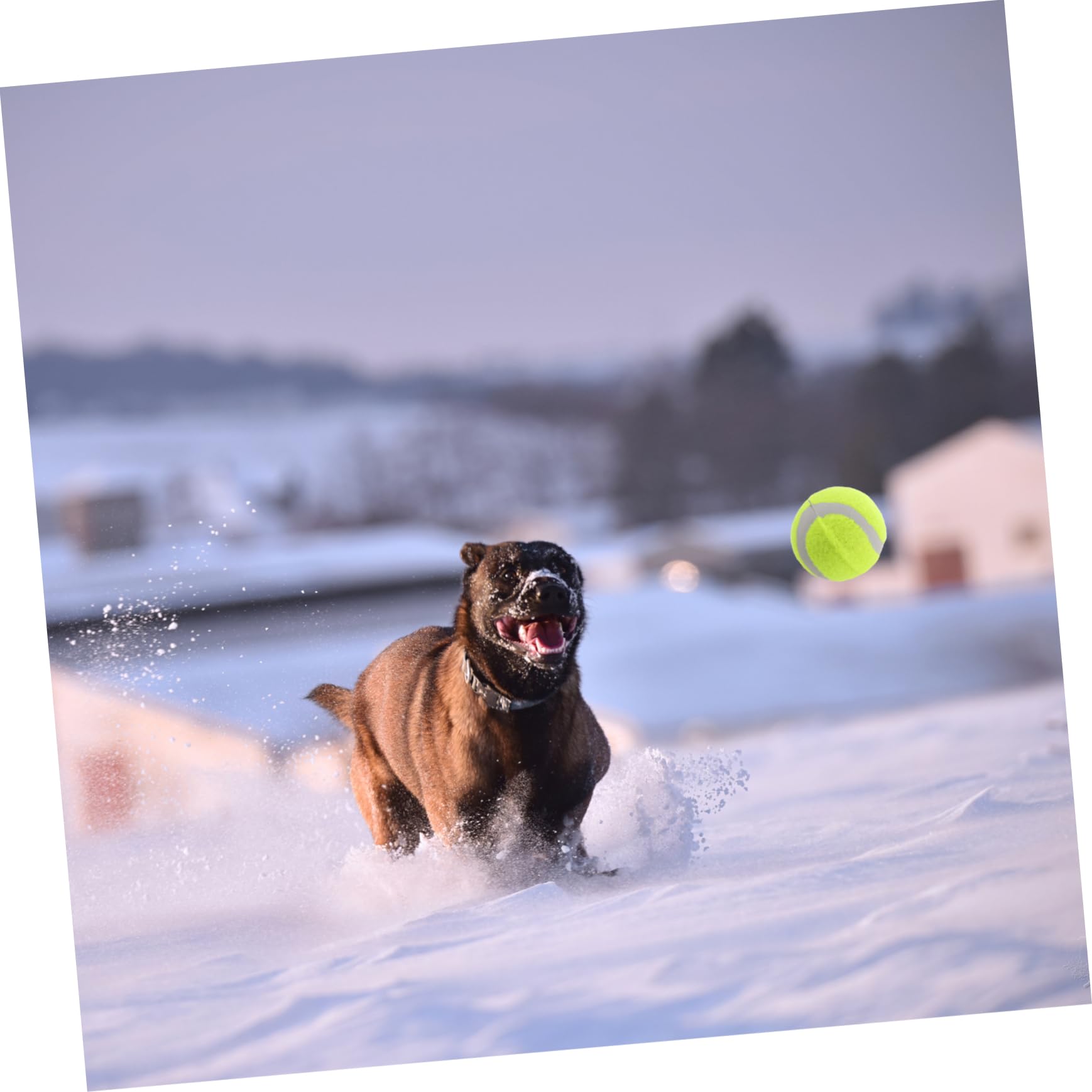 HEMOTON 22 Stück Teiliges Hundespielzeug Elastische Gummibälle für Interaktives Training und Spiel für Große Mittelgroße und Kleine Hunde Apportieren für Bewegungsspiele