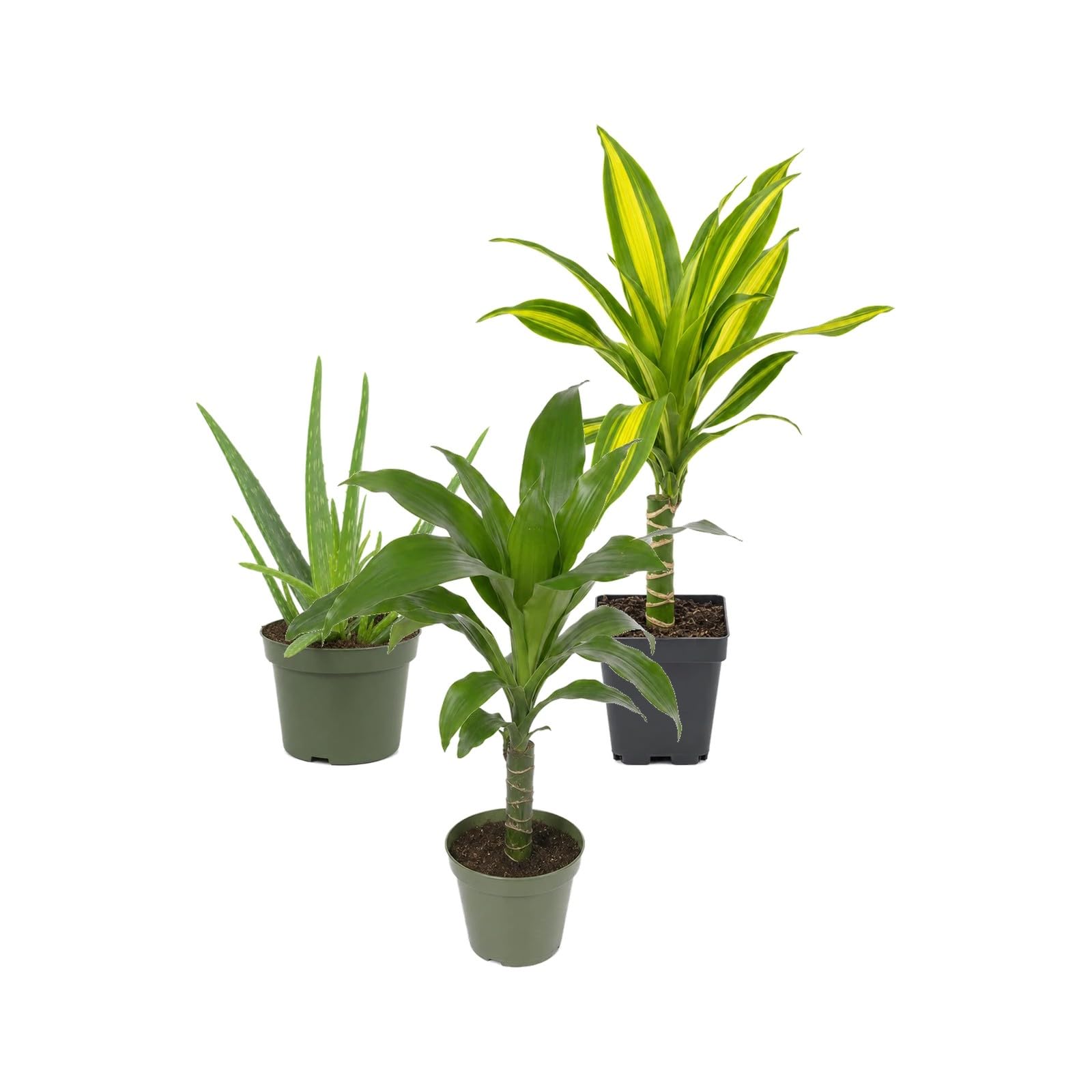 Pack 3 Plantas DECOALIVE: Sábila, Tronco de Brasil y Tronco de Brasil