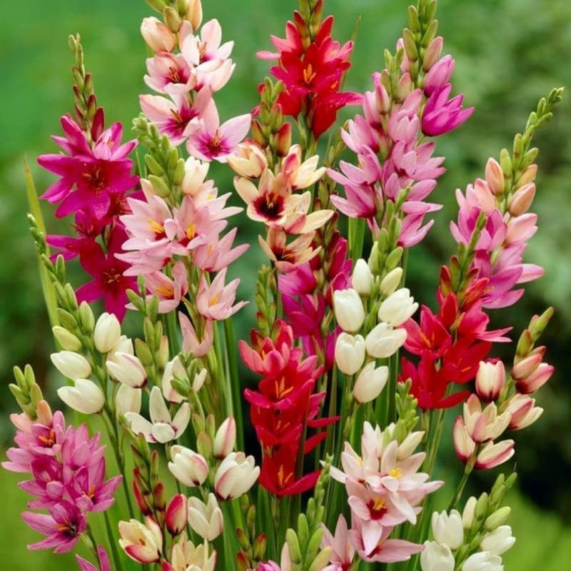 African Corn Lily Mix Bulbs – Long Blooming and Easy to Grow, Ixia Mixed Bulbs for Planting – Perennial Lily Flower | Unique and Showy Flowers for Borders, Beds and Cut Flower (12 Pack)
