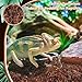 Riare 2 Pack Natural Coconut Fiber Substrate for Reptile- Premium Compressed Coconut Husk Terrarium Bedding for Reptile, Tortoise, Frogs, Snakes Hermit Crabs, Burrowing Animals