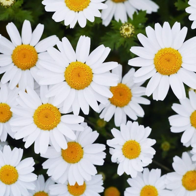 5000+ Chrysanthemum Shasta Daisy Flower Plant Seeds Outdoor -Perennial Chrysanthemum Seeds for Planting Flowers Non-GMO Heirloom
