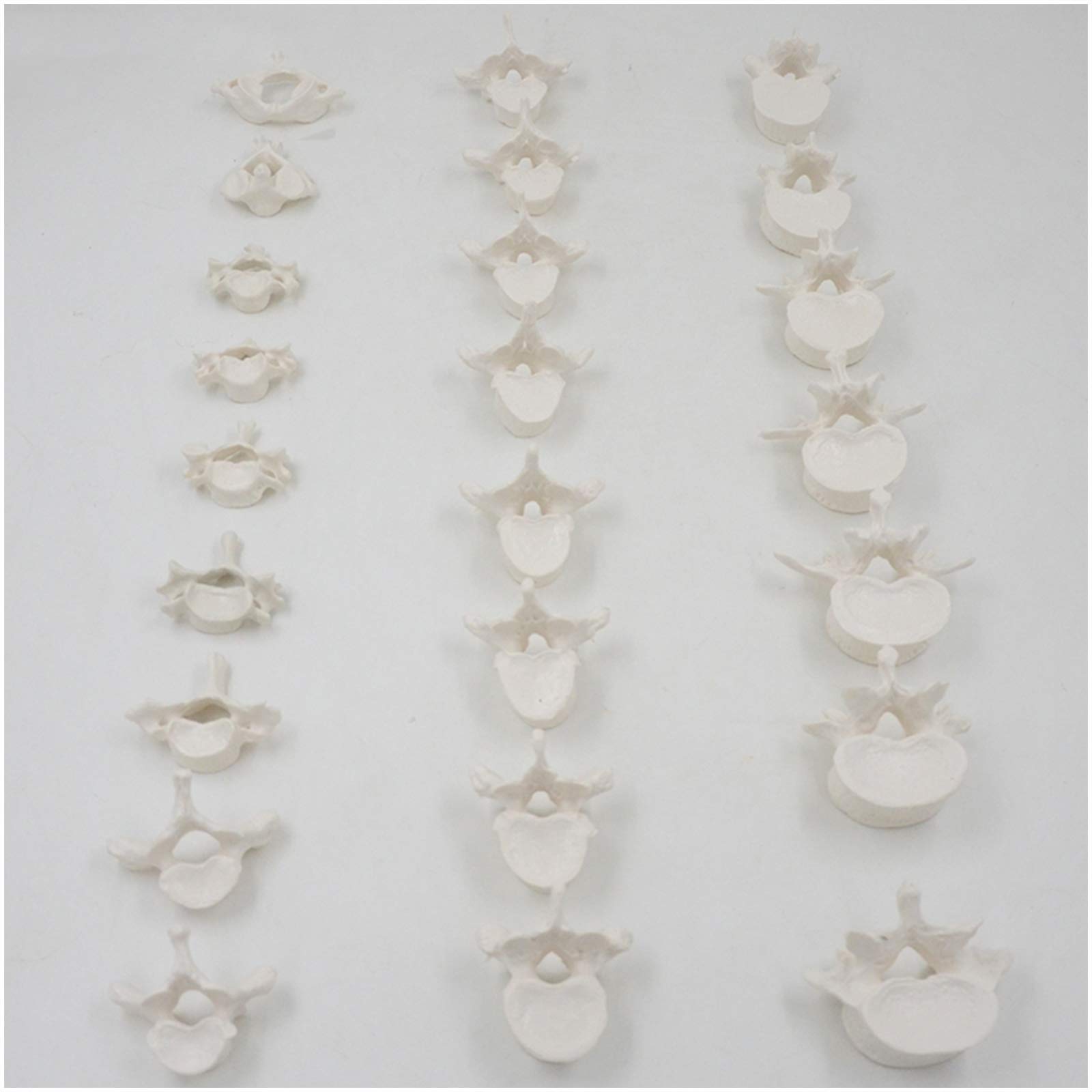 Sjdopulse A 24 Section Scattered Bone Model - 1:1 Life Size Cervical Nd Lumbar Spine, Scattered Bone Models - Pvc Material Dult Lumbar Spine Nd Cervical Spine Model - For Teaching Study (A)