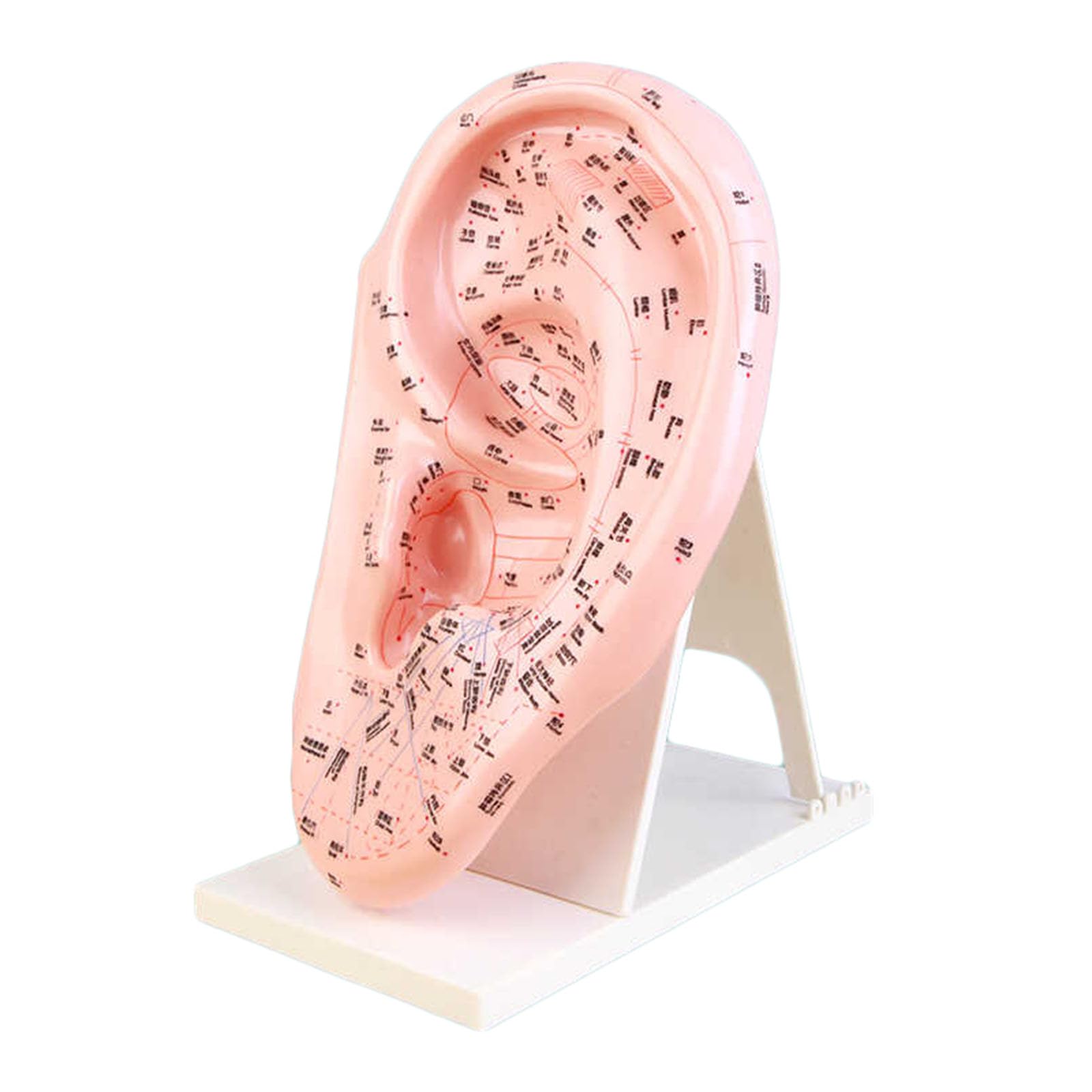 LKYLVEEFlesh,40cm, 40cm/15.74inch Ear Acupuncture Point Model - Ear Acupuncture Anatomical Model - Points Identified in Standard English Designation