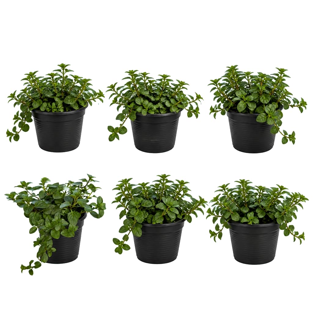 DECOALIVE Mentha Piperita - Pack de 6 Unidades, Menta, 25-30 cm de Altura - Plantas Vivas Aromáticas