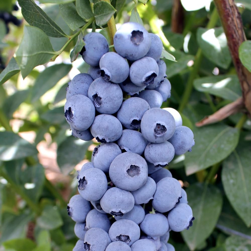 Blueberry 'Titanium' - Large Firm Berries, Early to Mid-Season Variety, Self-Fertile, Ideal for Containers 1.5 Litre Pot x 1 by Thompson & Morgan