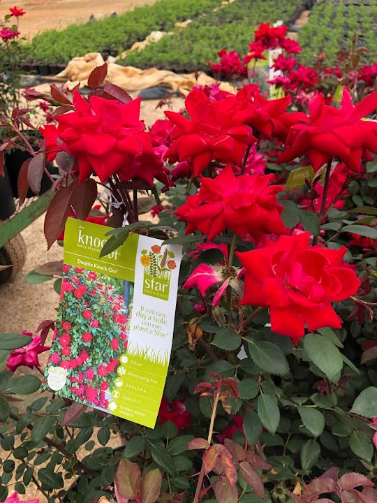 Star® The Double Knock Out® Rose Rosa 'Radtko' PP 16,203 (3 Gallon)