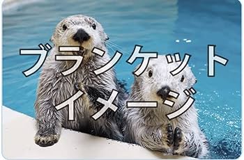 ラッコメモリアルBOOK with 鳥羽水のラッコたち　フォトブック　キラメイ ラッコメモリアルBOOK with鳥羽水のラッコたち メイ キラ ラッコ