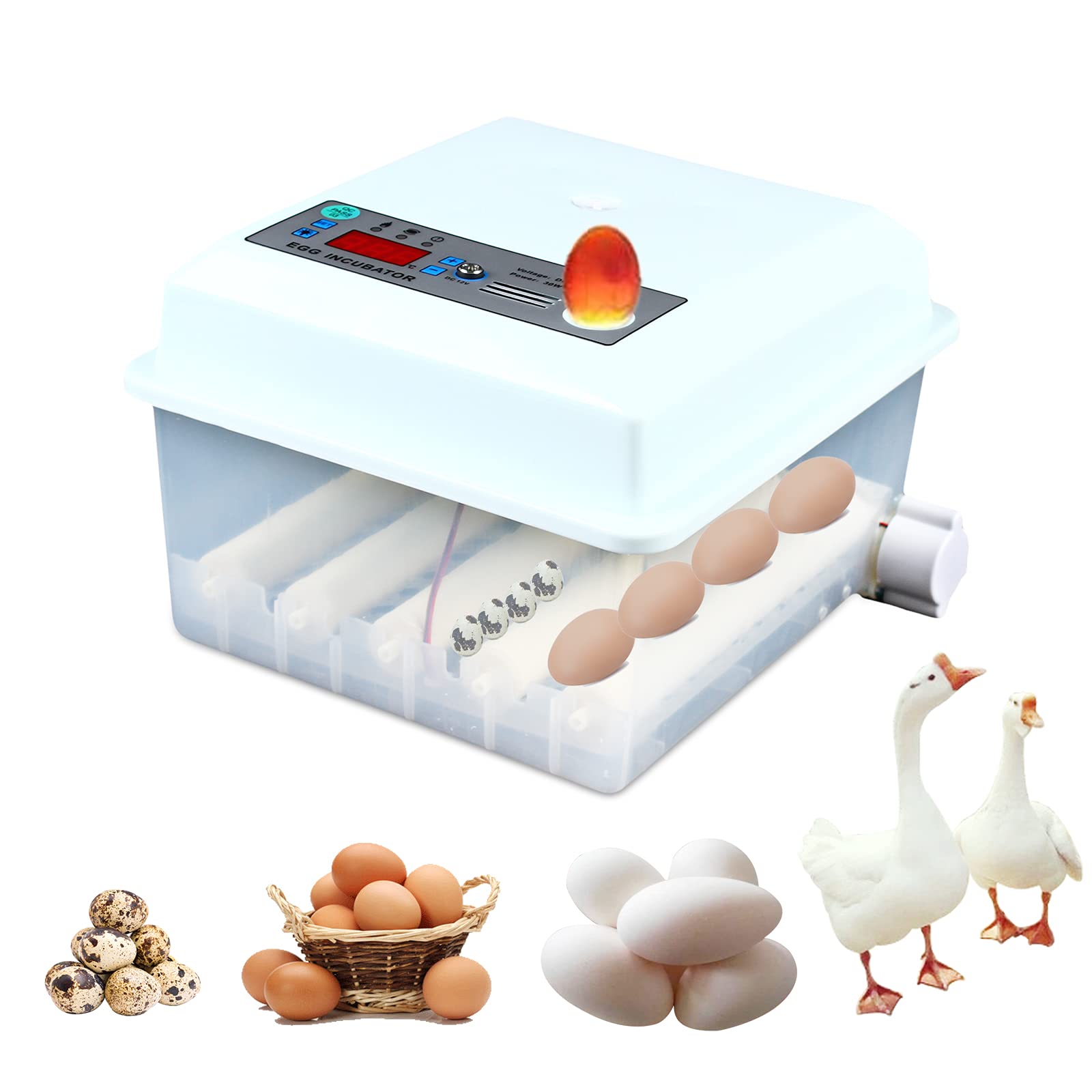 Incubatrice automatica per uova, incubatrice, pollame, incubatrice, 16 uova, adatta per la cottura di uova di pollo domestico, anatre e uova d'oca