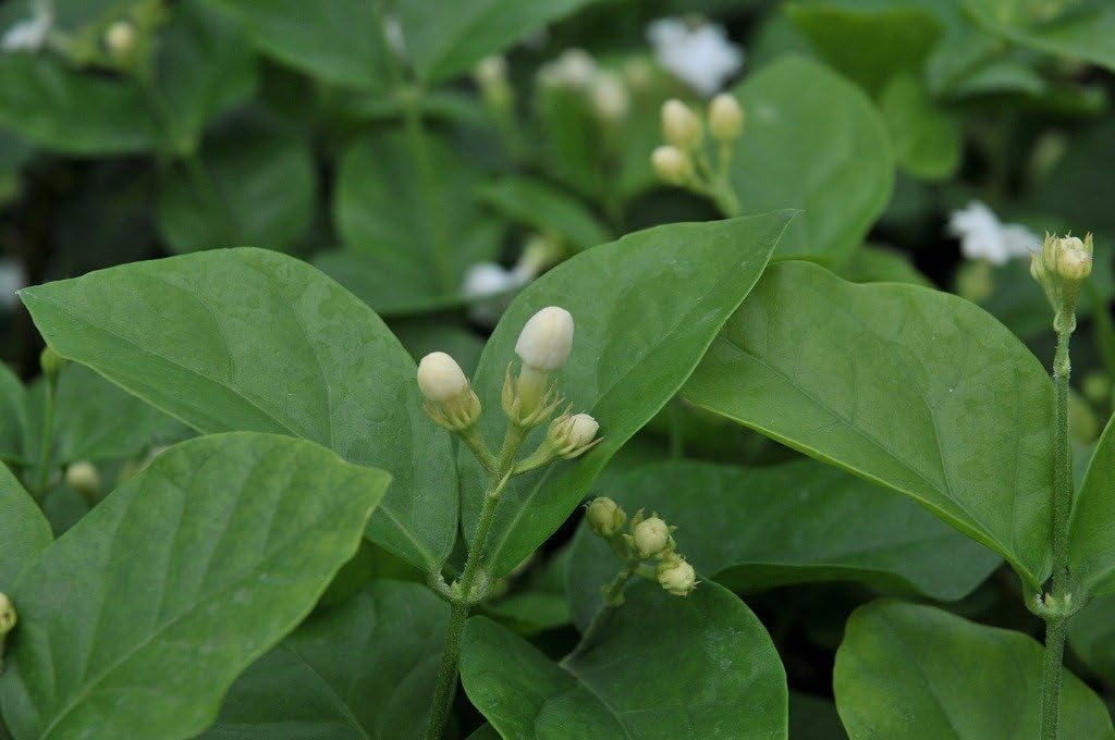 Amazon マツリカ 茉莉花 ピカケ ピーカケ ジャスミン Jasminum Sambac 3号ポット苗 花 Amazon マツリカ 茉莉花 ピカケ ピーカケ ジャスミン Jasminum Sambac 3号ポット苗 花