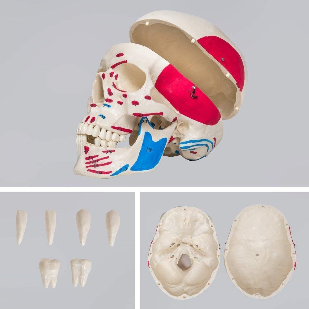 Model anatomiczny ludzkiego piersi model anatomii człowieka medyczne materiały dydaktyczne medyczne materiały naukowe szkolne materiały edukacyjne