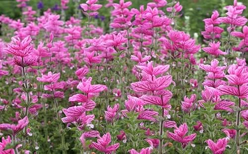 Miniatura 2 de 100 semillas de domingo rosa salvia clara flor fragante salvia horminum semillas