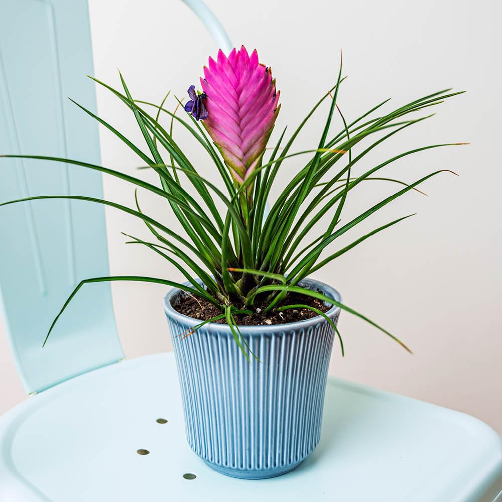 YouGarden Tillandsia cyanea 'Vincent', Pink Quill Plant, 1 x 9cm Pot, Tropical Houseplant
