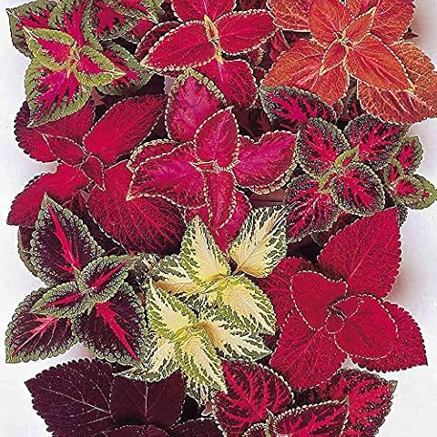 Rainbow Flower Coleus Seeds for Gardens Cover
