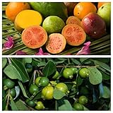 Psidium Guave, Echte Guave 30 frische Samen, BIO hu-öko-01