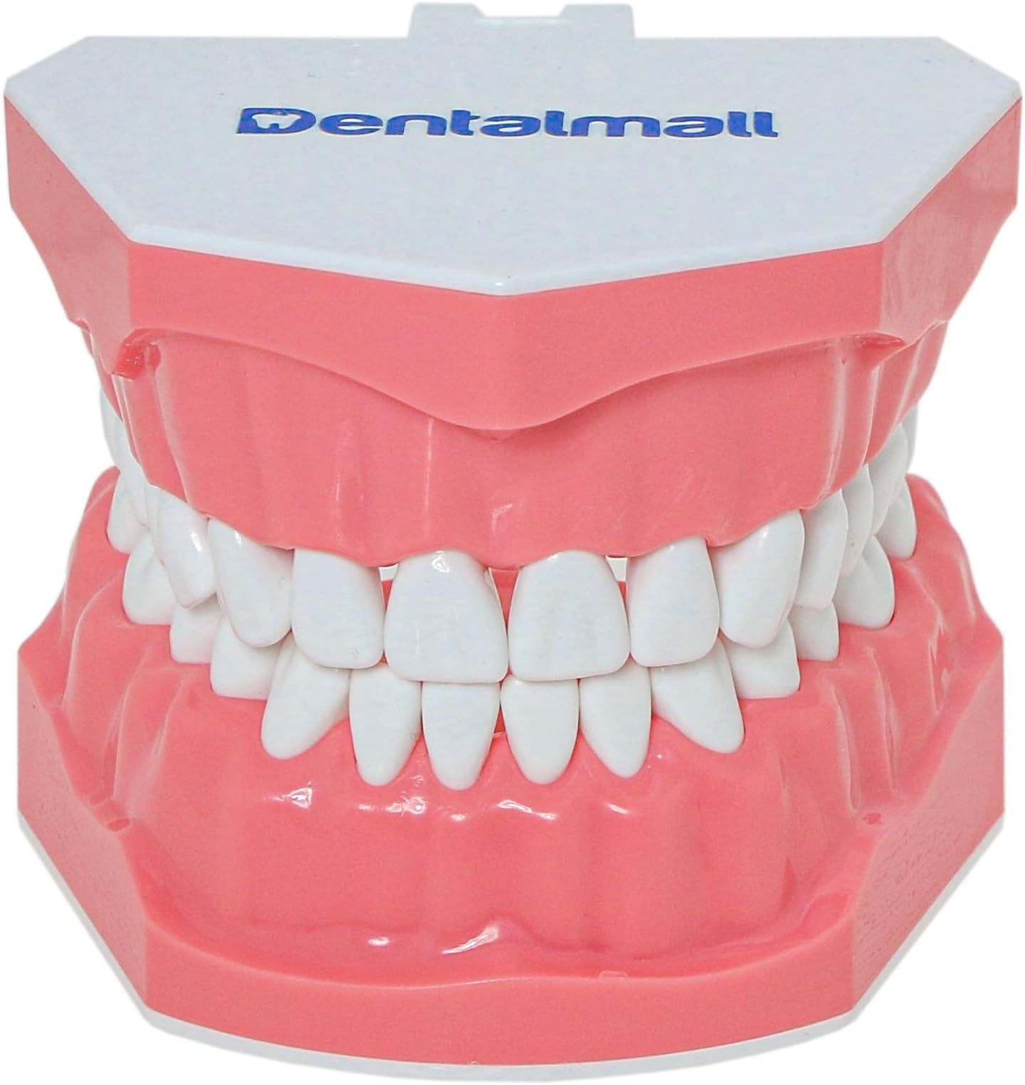 Dental Model Brushing Flossing Practice Teeth Typodonts Mode Gingiva Visible Anatomic Demonstration Teaching Studying Standard Size