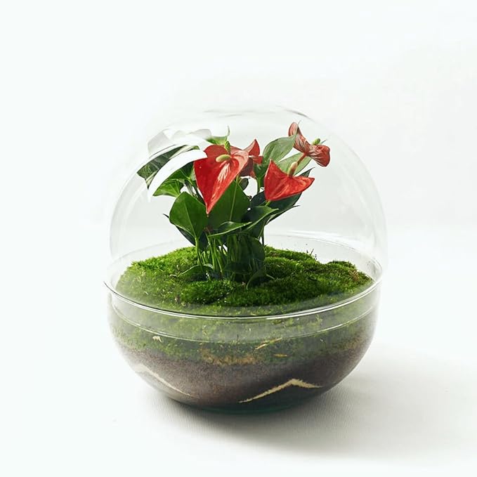 Kokedamas Lucciana Terrario Plantas Cristal - Cápsula con Anturio Rojo | Jardin Eterno en Cristal o Ecosistema Cerrado | Ideal para Decoración Hogar | Terrarios Autónomos | Medidas, 28 cm x 28 cm