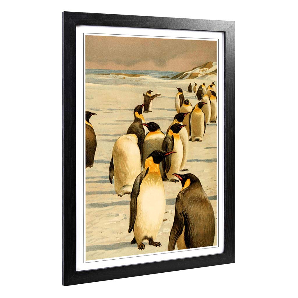 Big Box Art Framed Print of Vintage W Kuhnert Emperor Penguins 1 Design | Wall Art Picture | Home Decor for Kitchen, Living Room, Bedroom, Hallway, Black, A2 / 24.5x18 Inch / 62x45cm