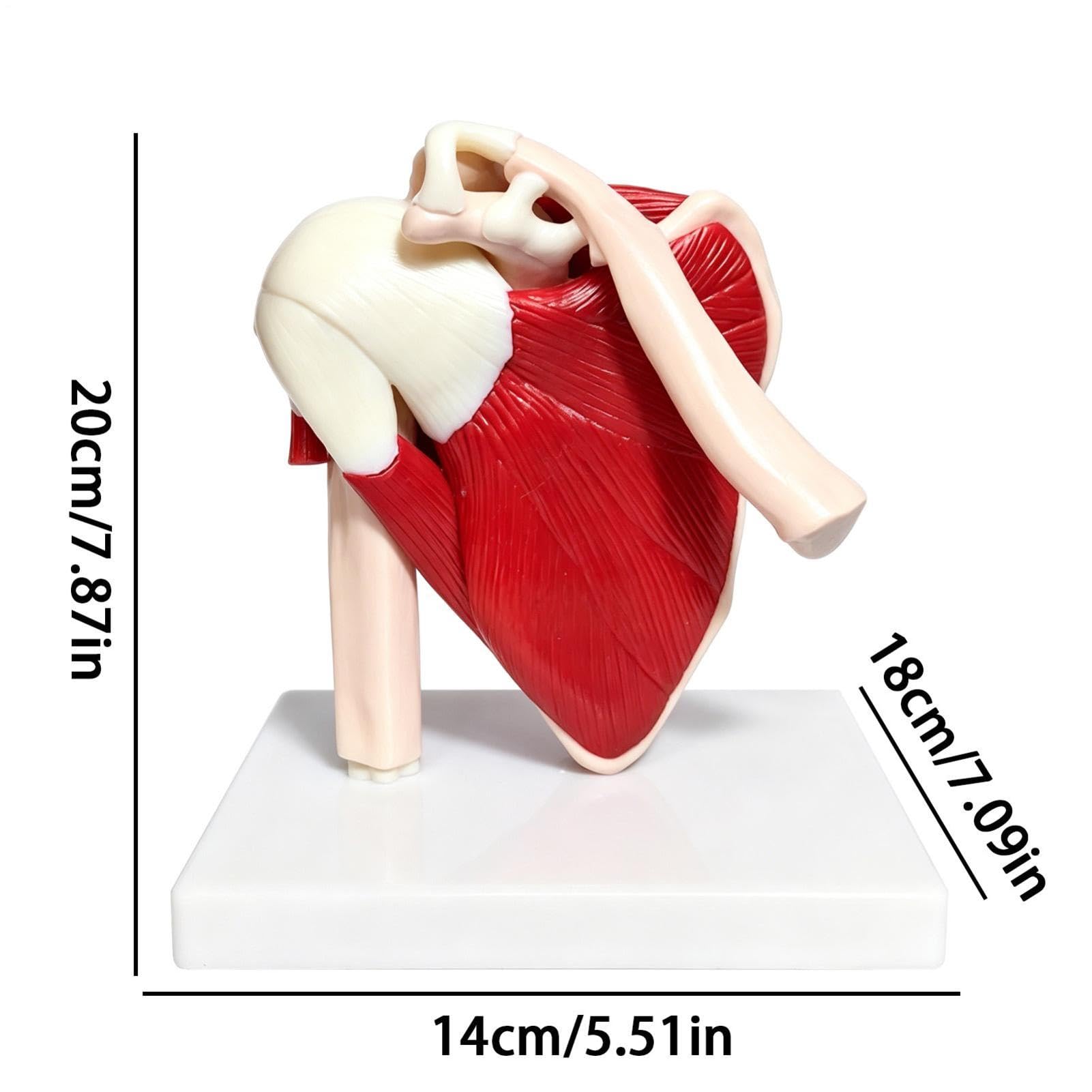 Di Articolazione Della Spalla Ausilio Didattico Anatomico In PVC | Di Spalla Del Corpo Umano Per Medico Uomini Donne Ragazzi Ragazze Giovani Adolescenti Figlio Figlia Famiglia