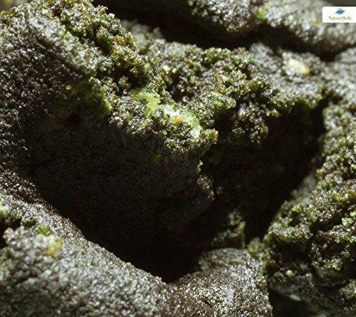 NatureHolic - LonglifePudding Futter- STETIGE Futter Versorgung für Garnelen Fächergarnelen, Muscheln und filtrierende Schnecken im Aquarium - 50 ml