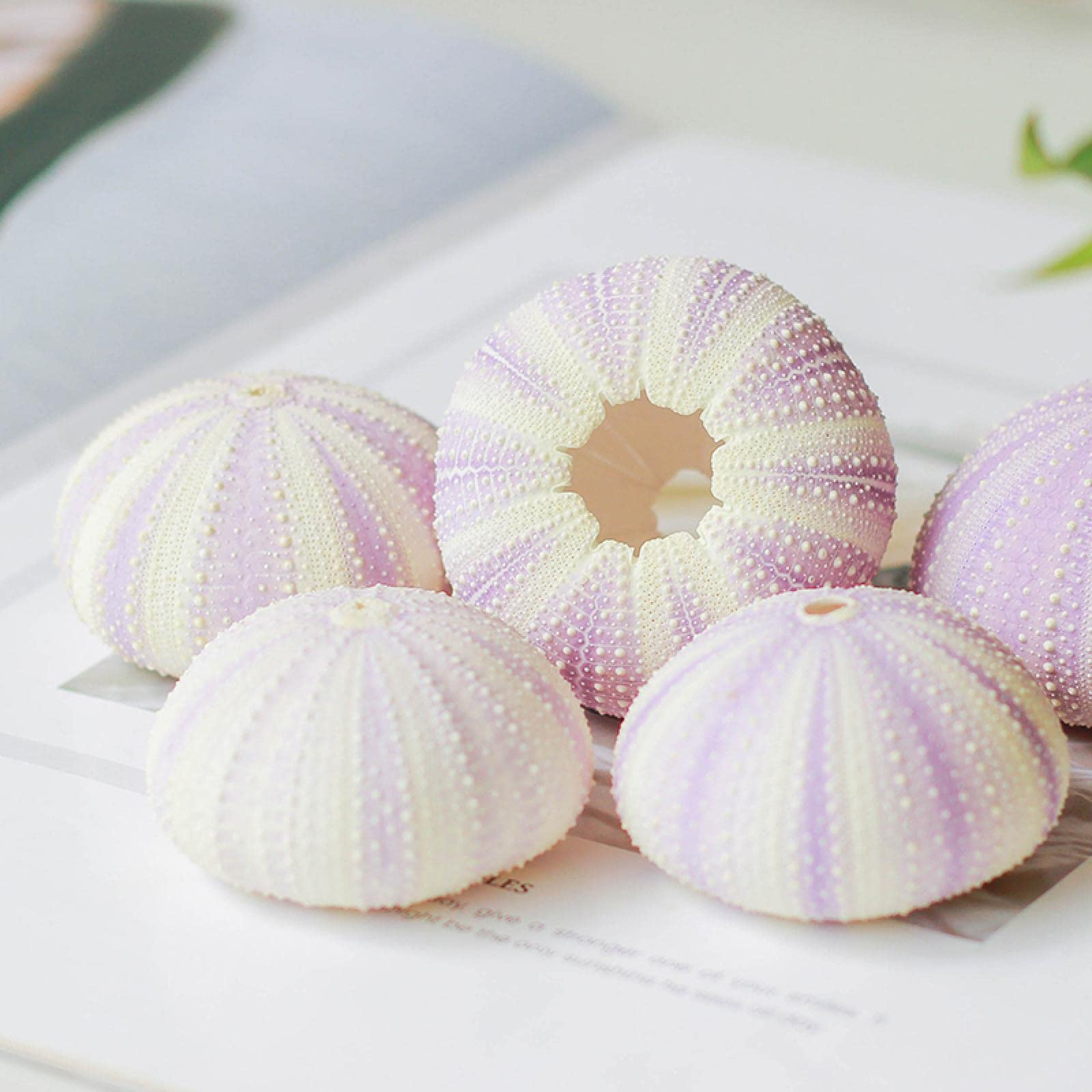 Coquillages de mer pour décoration de mariage et table de plage