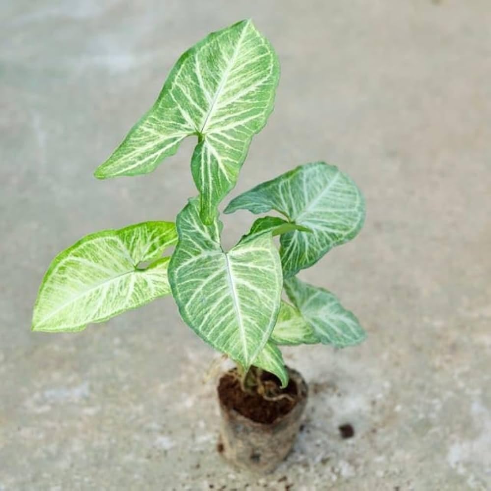 Arrowhead Plant, Syngonium Podophyllum, Arrowhead Vine, Syngonium Live Plant - Transforms Empty Table Tops Into A Breathtaking Display Of Lush Tropical Charm (1 Live Healthy Plant)-image-37