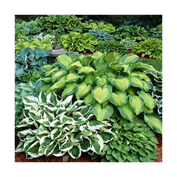 Abiqua Moonbeam Hosta