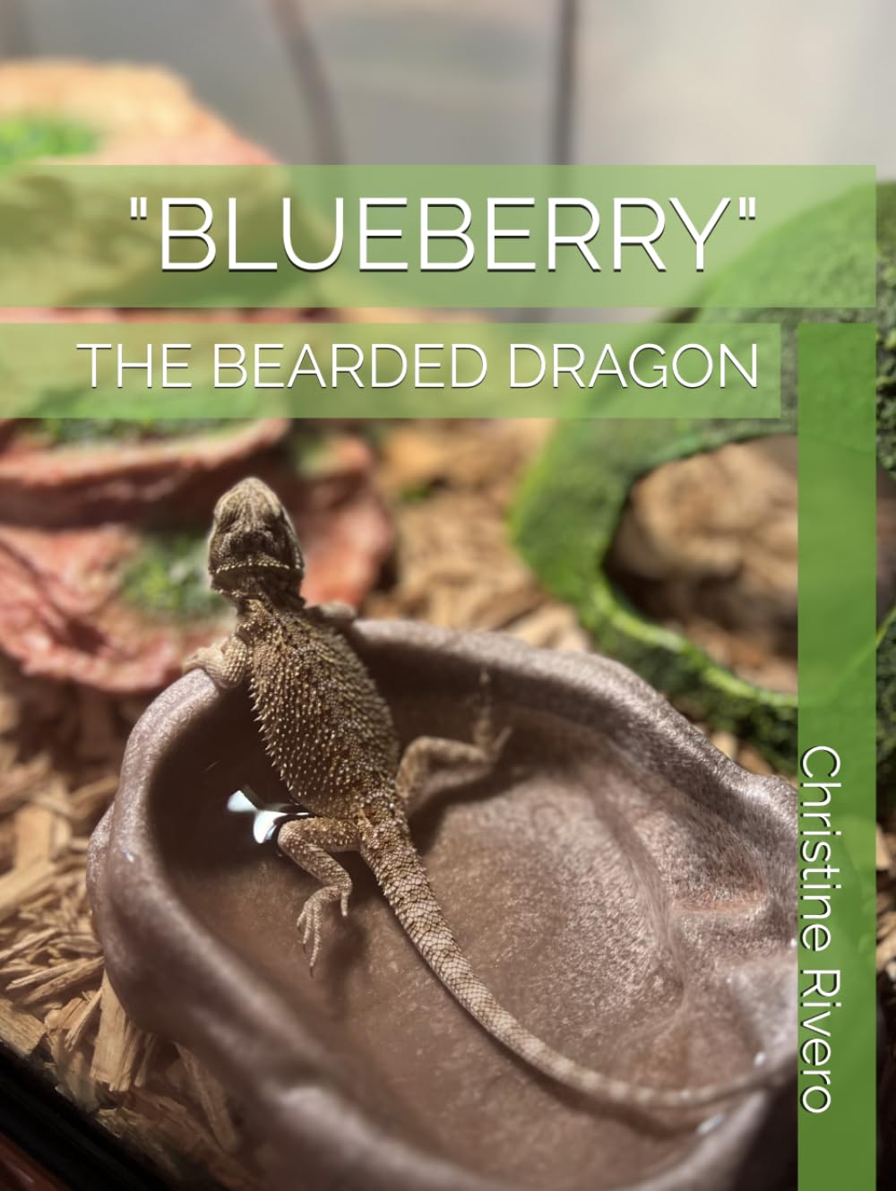 "BLUEBERRY": THE BEARDED DRAGON