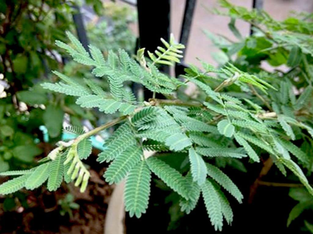 Creative Farmer Shami - Plant (Vanni Maram) Shami Tree, Jand Plant, Prosopis Cineraria Banni Maram, Mara, Jami, Dhaniushta Nakshatra, Patra, Sami Chikur, Chonkar Paudha (Healthy Live Plant) 3