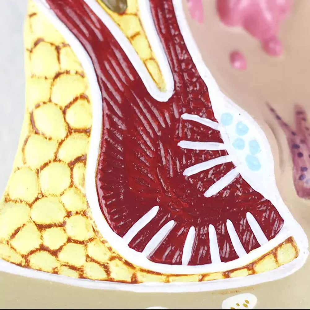 Model Odbytnicy Człowieka Odbytnicy Model Powiększenia Zmian Patologicznych Model Rozszerzenia Układu Trawienia Anatomia-Modele Medyczne Materiały Edukacyjne