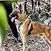 OneTigris No-Pull Hundegeschirr Goliath Geschirr mit Griff Taktisches Einstellbar Geschirr für Hunde Welpen Jagd Wandern Trainierung Spaziergang Outdoor-Aktivitäten (Schwarz, XL)