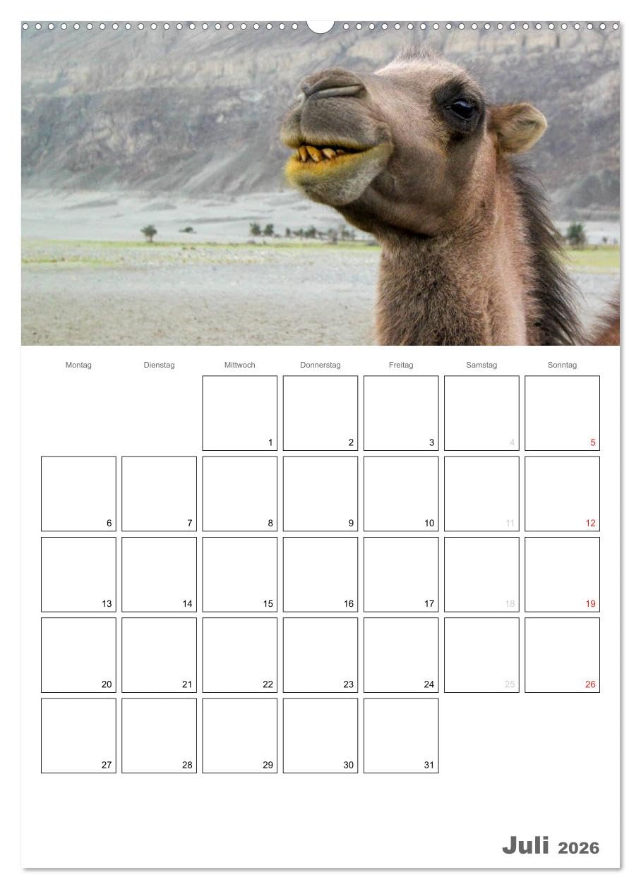 Kamel Porträt (hochwertiger Premium Wandkalender 2026 DIN A2 hoch), Kunstdruck in Hochglanz: Der etwas andere Tierkalender jetzt als Familienplaner (CALVENDO Tiere)