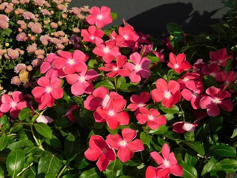 Buy 200+ Vinca Seeds, Red Vinca Flower Seeds Perennial Vinca Mascot