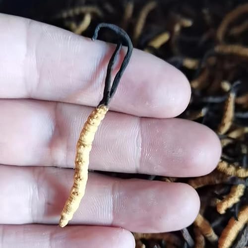 Miniatura 4 de Cordyceps Sinensis Chongcao (0.11 oz)