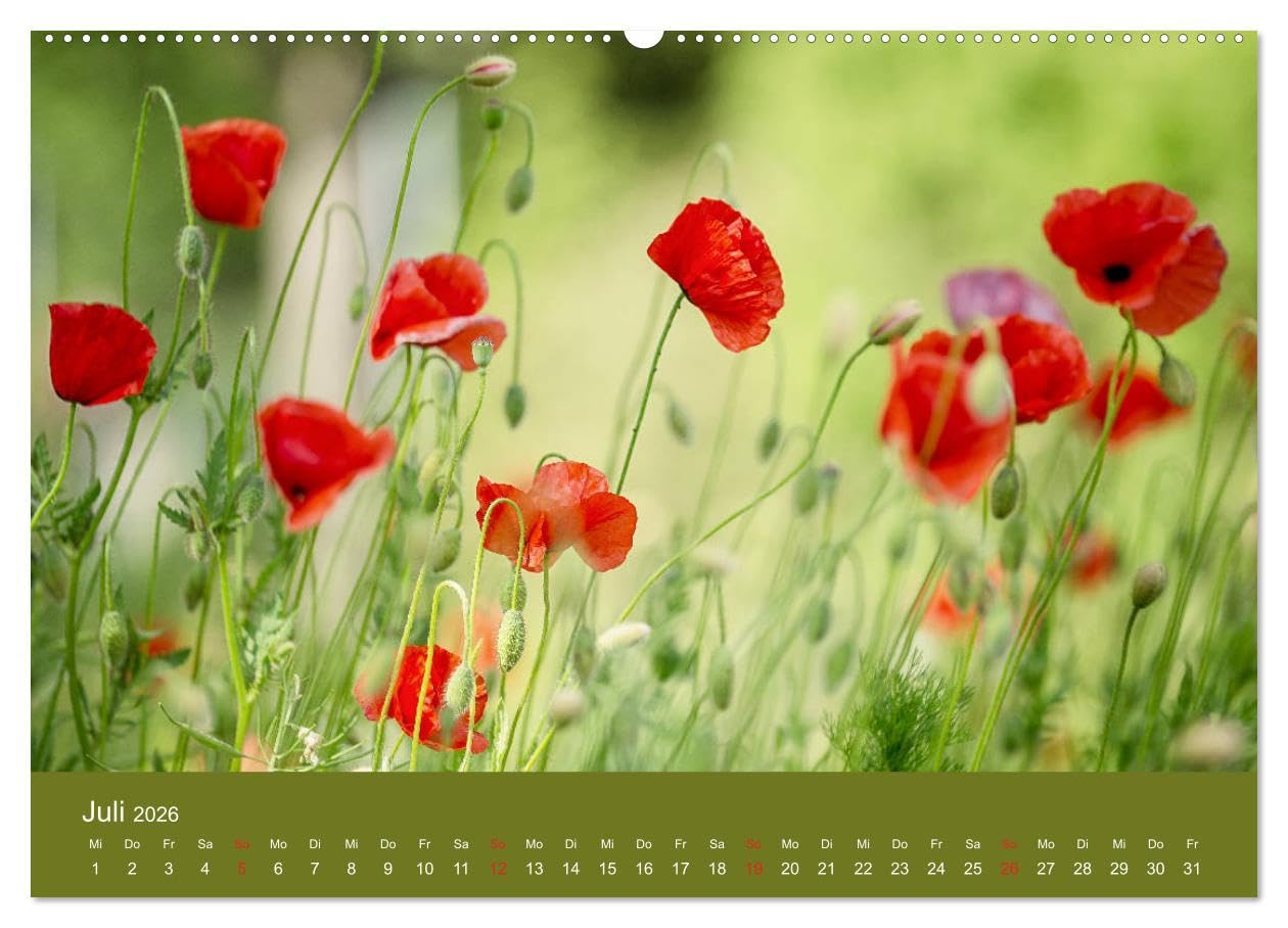 Mohnblumen Romantik (hochwertiger Premium Wandkalender 2026 DIN A2 quer), Kunstdruck in Hochglanz: Mohnblumenfelder und Blüten (CALVENDO Orte)