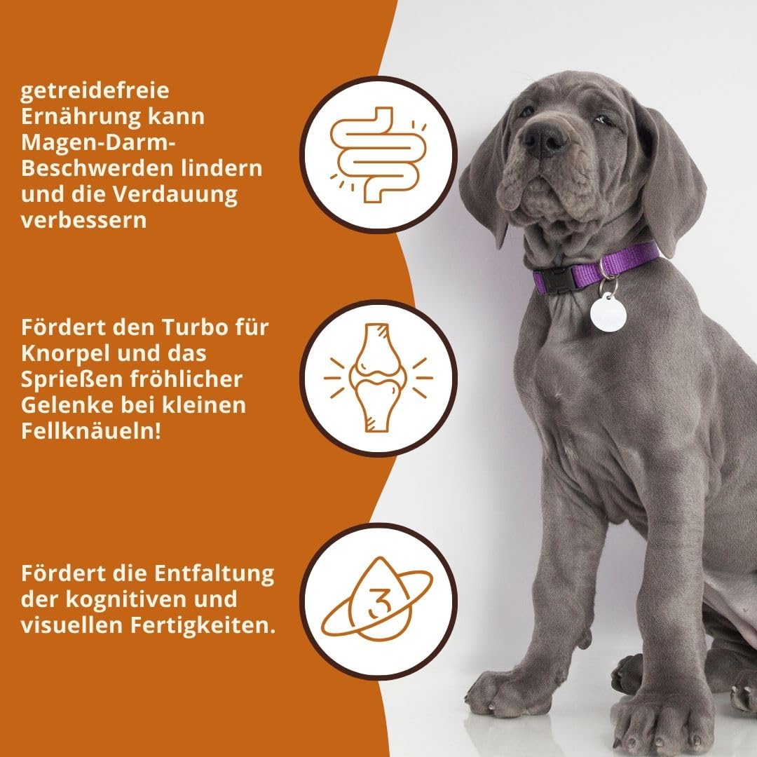 Wildfang® Trockenfutter für Hunde 6kg – Premium Hundetrockenfutter mit Lachs, Getreidefrei & glutenfrei, mit natürlichen Zutaten, ohne Zuckerzusatz, Welpenfutter trocken für Hunde – 1er Pack