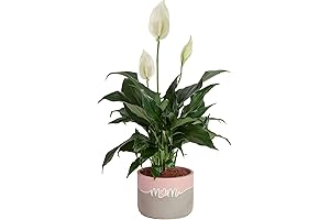 Costa Farms Peace Lily: A Serene Addition to Your Indoor Oasis