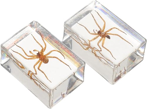 2pcs araña espécimen decoración pisapapeles oficina biología ciencia profesor educación decoración del hogar