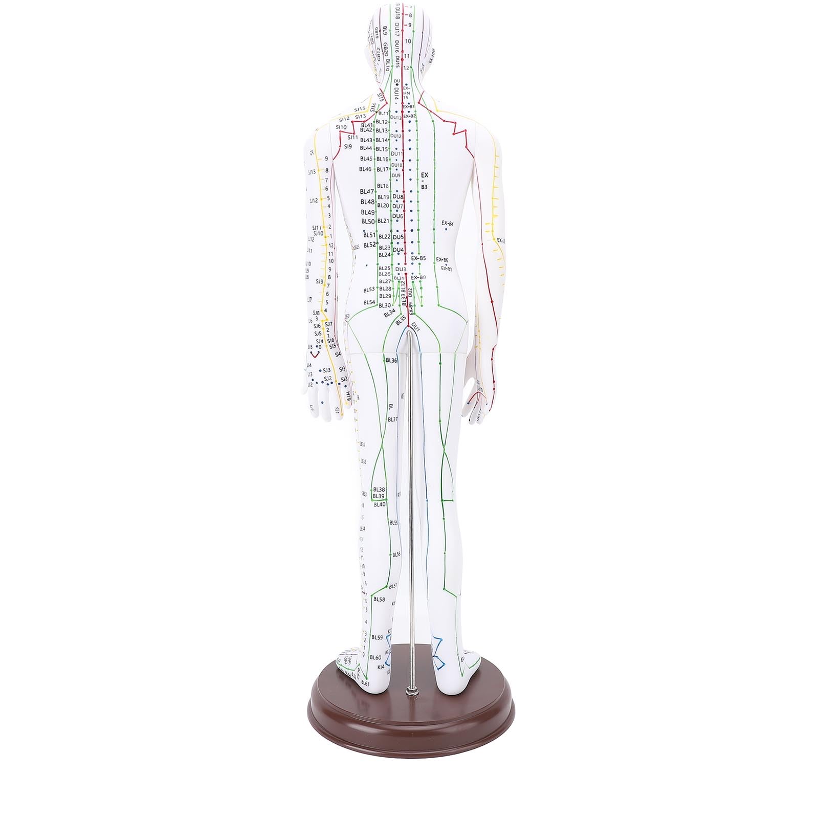 Yosoo Acupuncture Model Human Body Model with Base for Student Teaching Demonstration 52cm Human Body Acupuncture Model (Male)