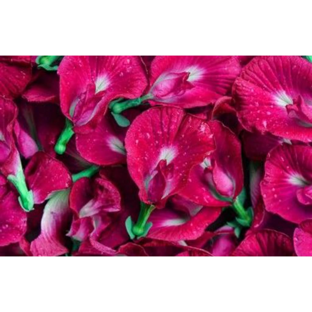 Cloud Farm Real Live Pink Aparajita Flower Live Plant (PINK) ||Outdoor Gardening With Black Plastic Bag Pack of 1 CF_63 (B0CQ4CX812) Amazon Price History, Amazon Price Tracker