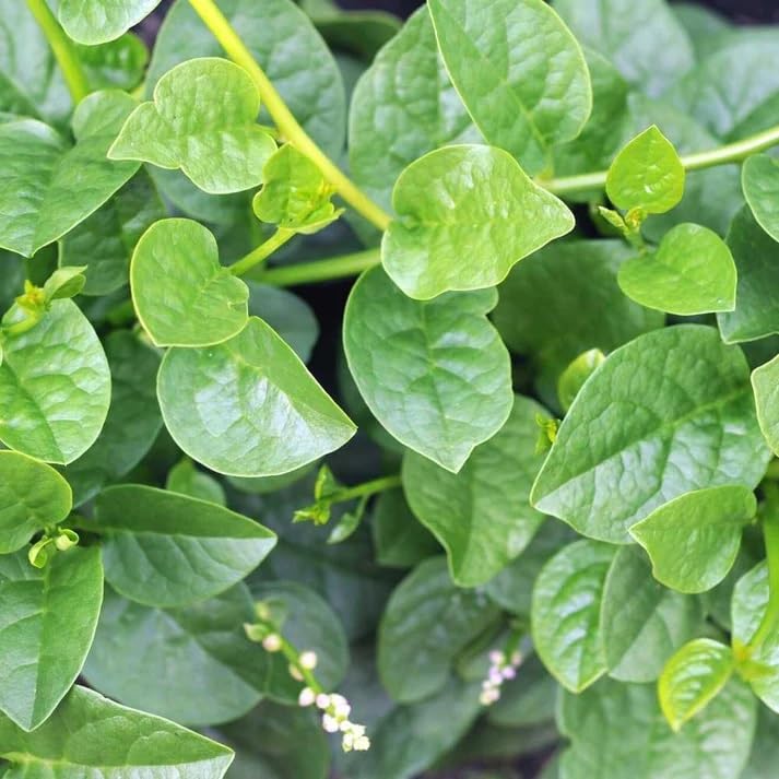 IGENRIC Spinach Malabar (Poi Saag) Seeds, Seeds For Home & Garden (B0D1QQZPVL) Amazon Price History, Amazon Price Tracker