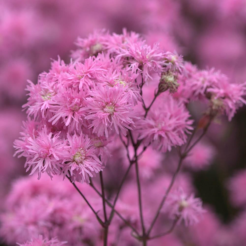 Yougarden Pink Lychnis 'Petite Jenny' - Compact Perennial With Double Soft Blooms, 9Cm Potted, Ideal For Uk Gardens