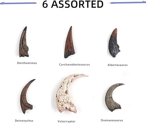 Miniatura 5 de Fósiles de garra de dinosaurio, kits de fósiles de estegosaurio y T Rex, kit de excavación de fósiles de dinosaurio Clawq, kit de arqueología de