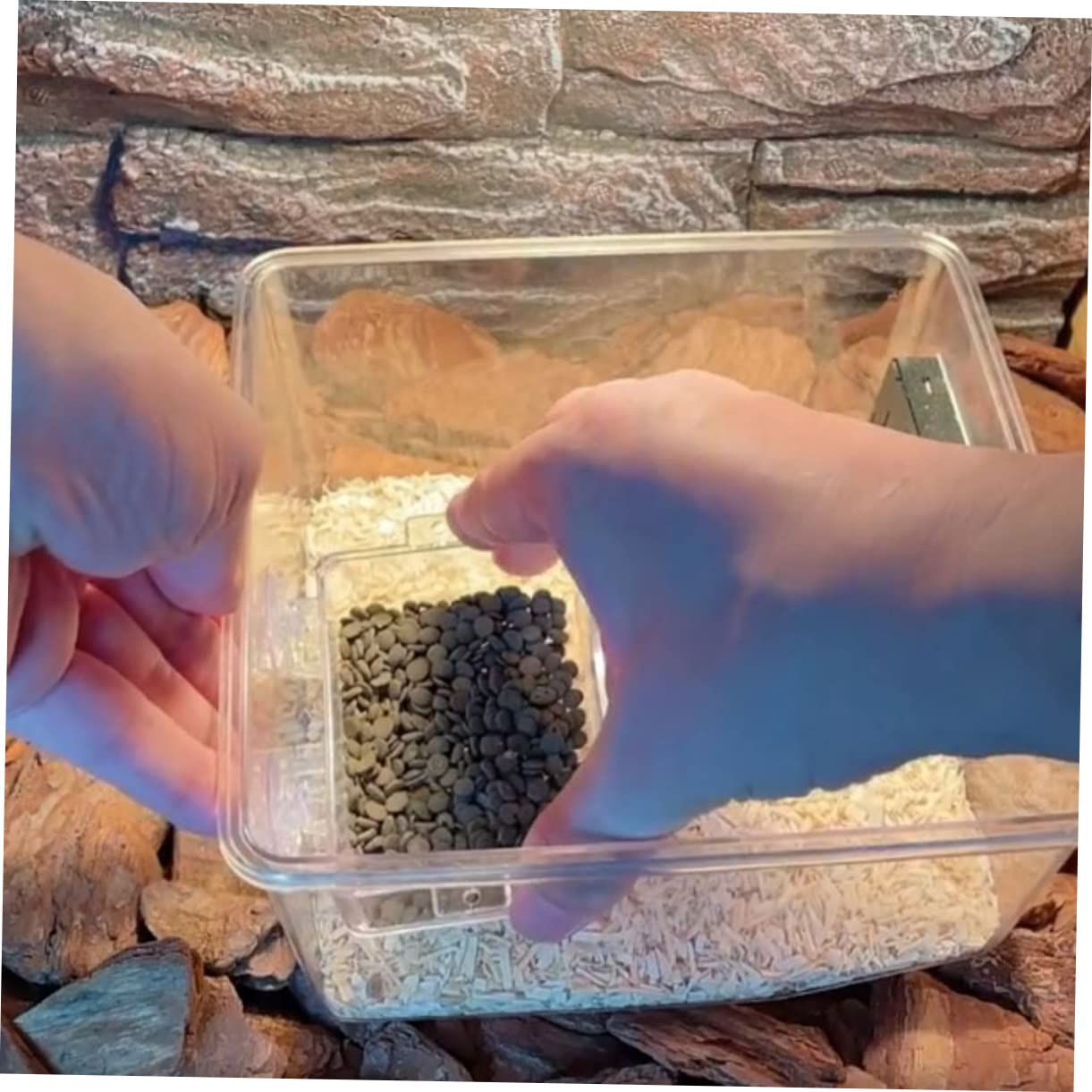 Angoily 6pezzi Ciotole per Alimentazione Rettili con Ventosa da Mangiatoie Trasparenti per Lucertole e Tartarughe Facili da Pulire e Pratiche per Uso Terrario