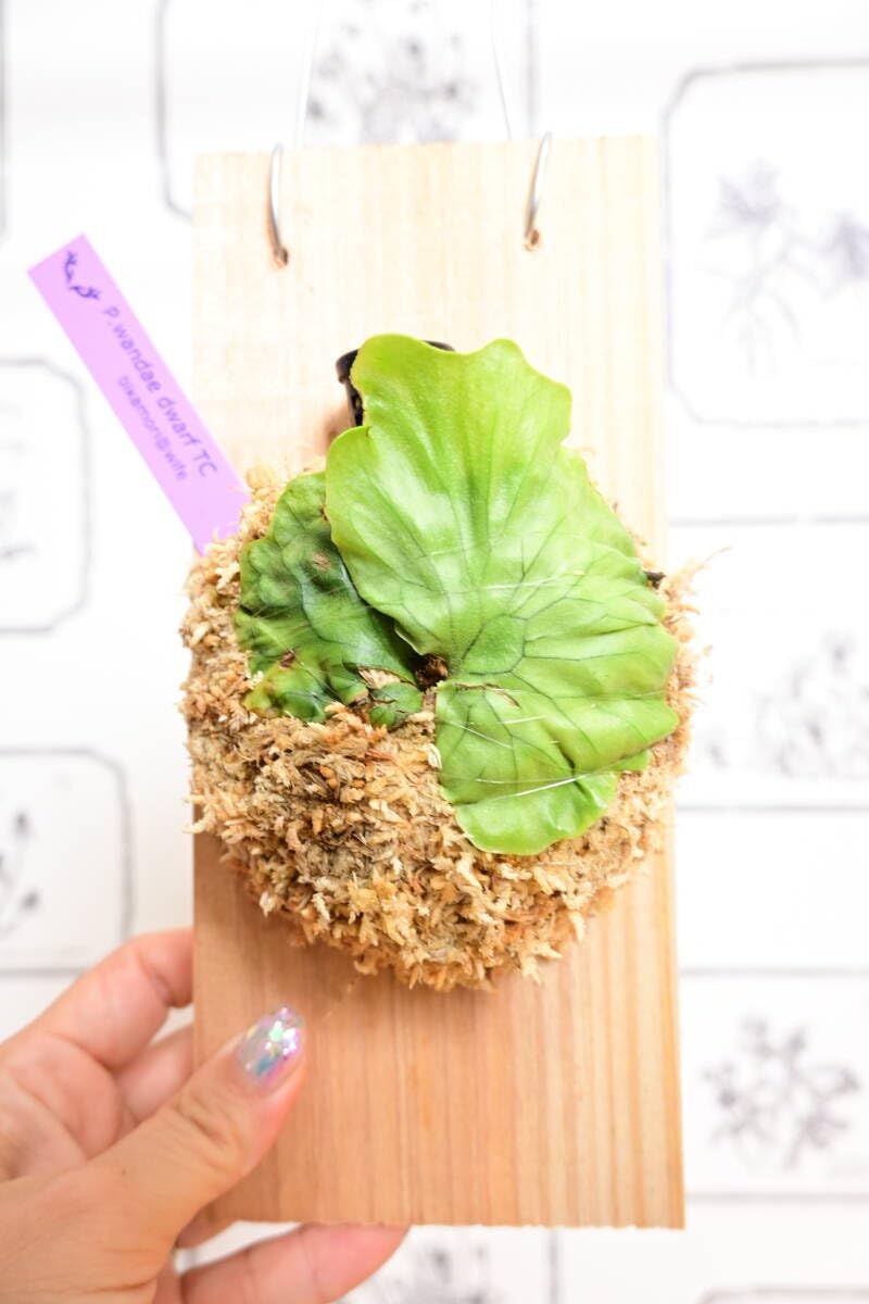 P. wandae dwarf (TC) 　ワンダエドワーフ Amazon.co.jp: P.wandae dwarf TC①在庫僅か @bikamori.com