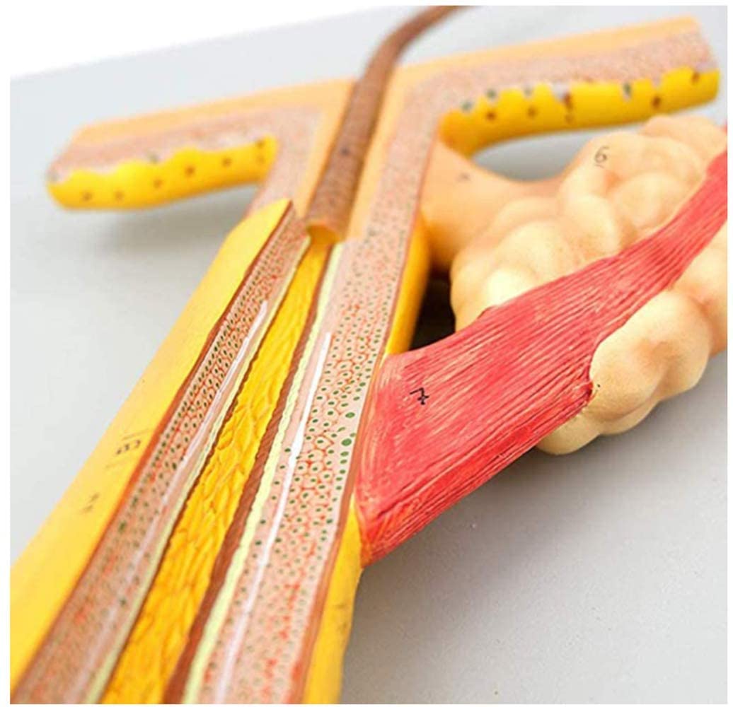 Model szkieletu, model anatomiczny 700X powiększony mieszek włosowy model 4 części modele nauk humanistycznych do nauczania medycyny naukowej do demonstracji medycznej