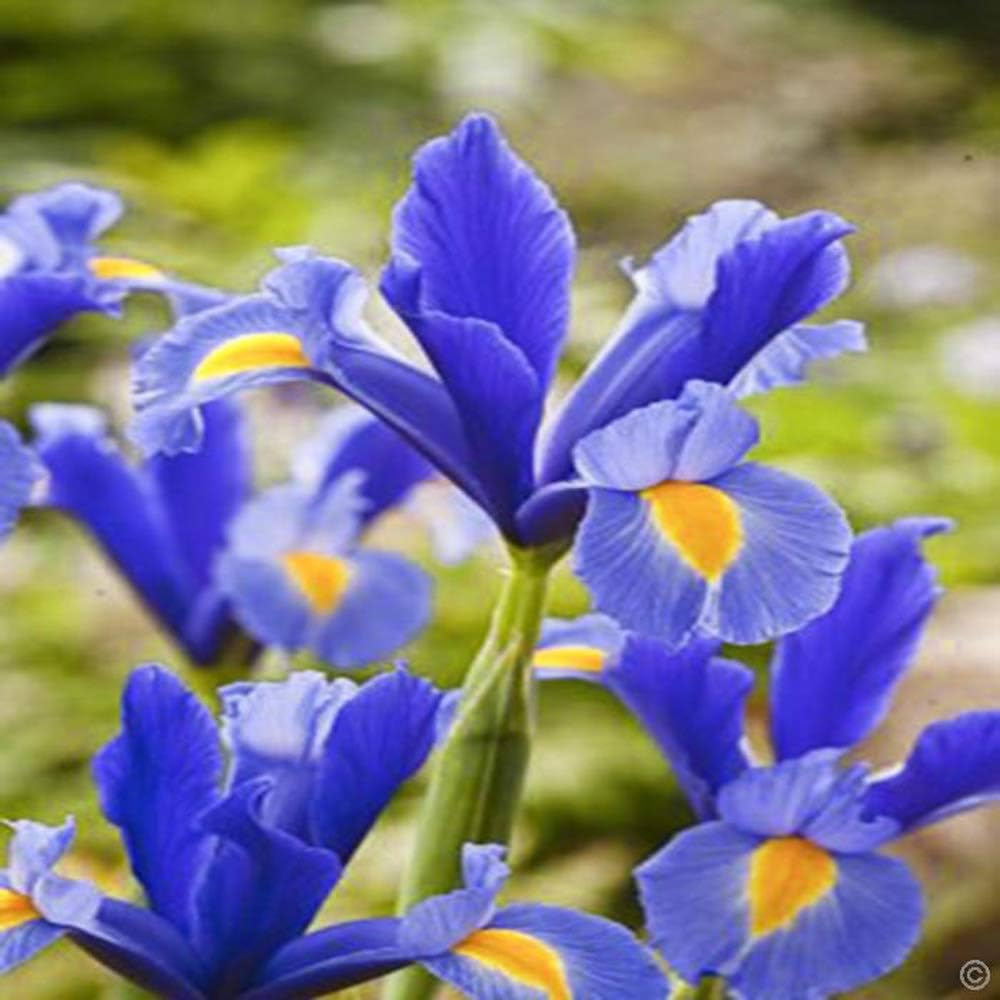 Iris Roots Blue Fragrant Summer Flowering Bulbs, Imported Variety Pack of 4 Flower Bulbs, Grow Beautiful Flowers in Your Home & Garden, FLORA SEEDS