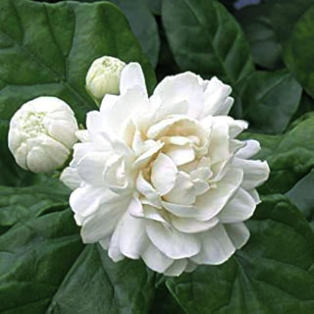 Jasmine Plant|Kundu Malli Plant| Arabian Jasmine Plant| Mogra Plant| Jasminum Sambac Plant| Gundu Malli Plant| Grand duke of Tuscany| Gundu Jasmine Flower Plant (B0CYTDR91F) Amazon Price History, Amazon Price Tracker